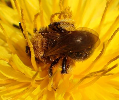 Andrena bicolor